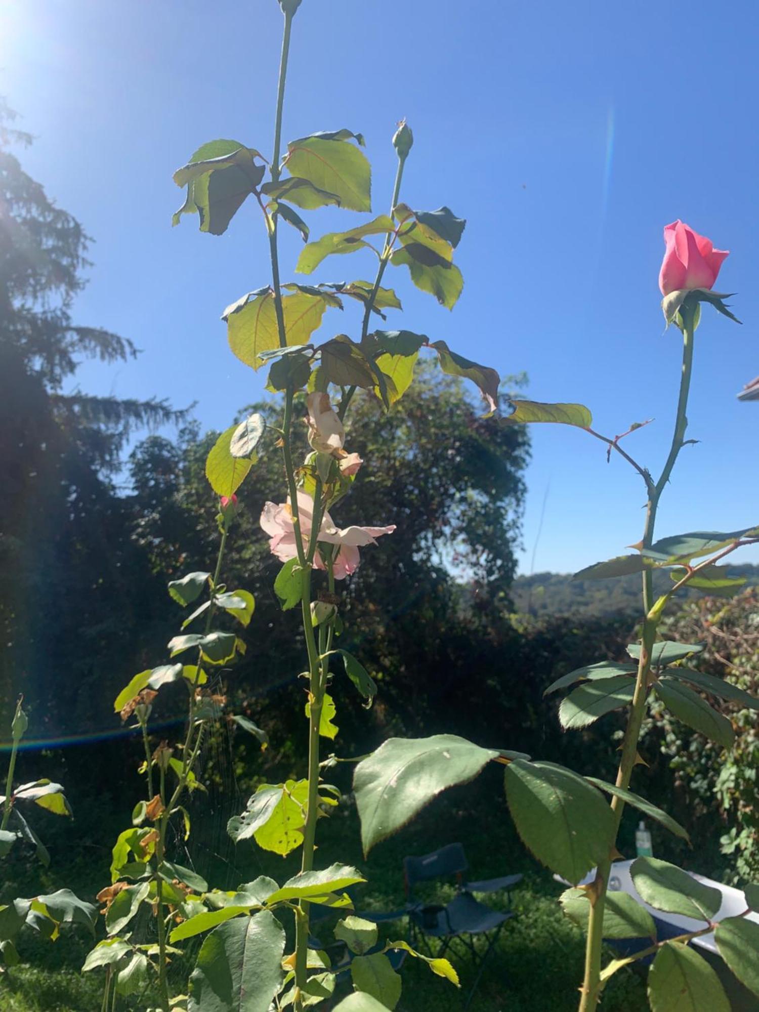 La Poesie Bed & Breakfast Lagor Bagian luar foto